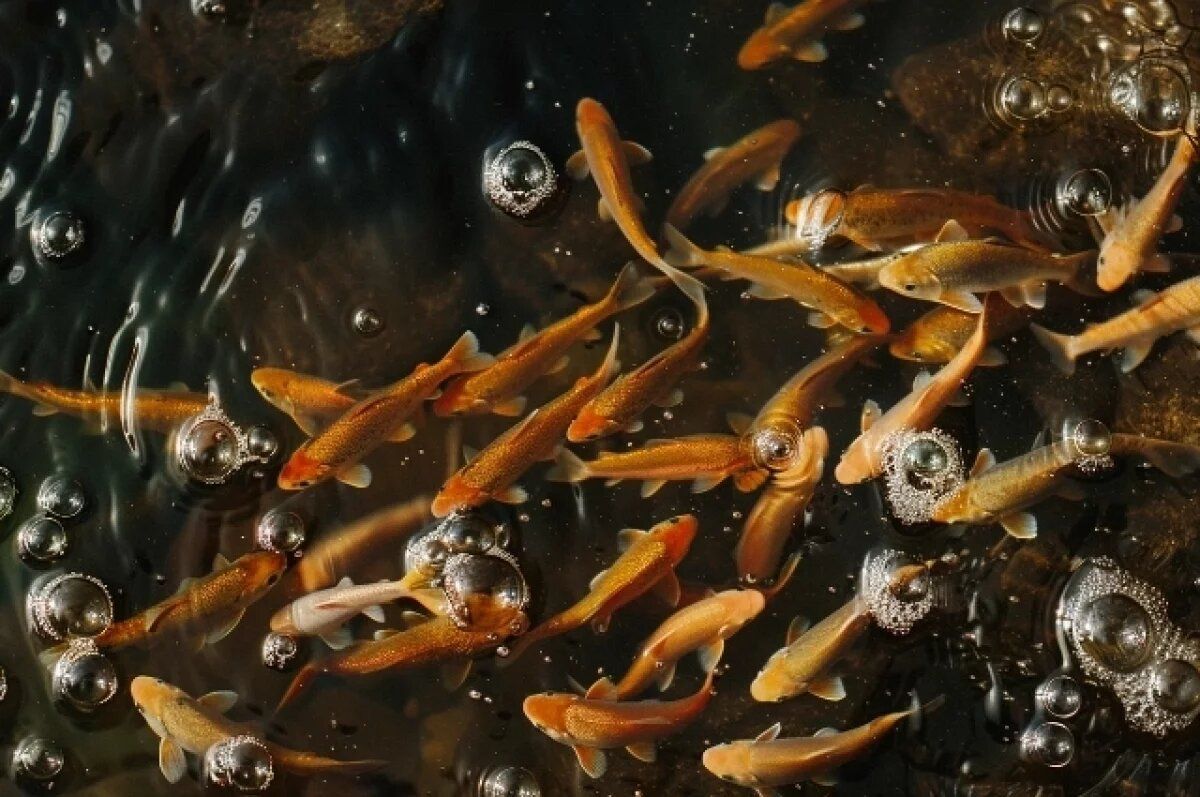 �� ���� �������� ����� �����: 150 ����� ������� ������� ���������� � ����