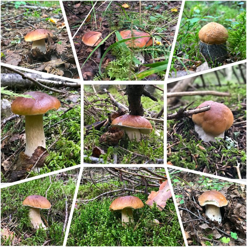 ��� ������ ������ ������� ����� 2026 ����