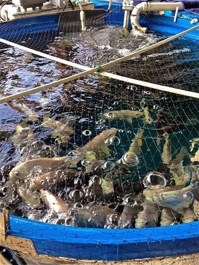 ������ ����� ���� ��������, � ���������� ��������