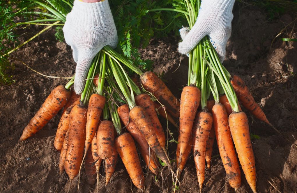 ������� ����������� �������: ��� ������� ����� �������� � �������� � ����