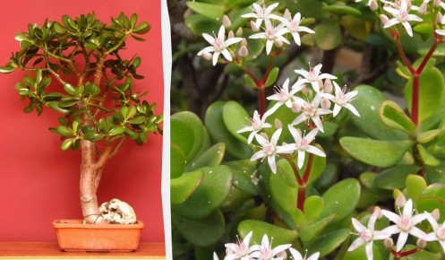 ����������� ������� ��������� ������ ��� �������� �����