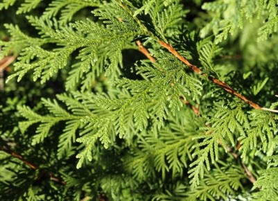 ��� ��������� ���� � ������� ��� ������ ������