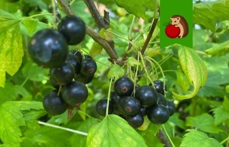 ������� ��������� ����� �� ���������� � ��������: ��� ������ ��������� ��� ������