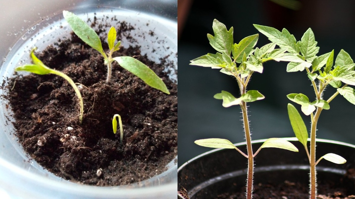 Как избавиться от нежелательных шапочек на рассадах: проверенный метод