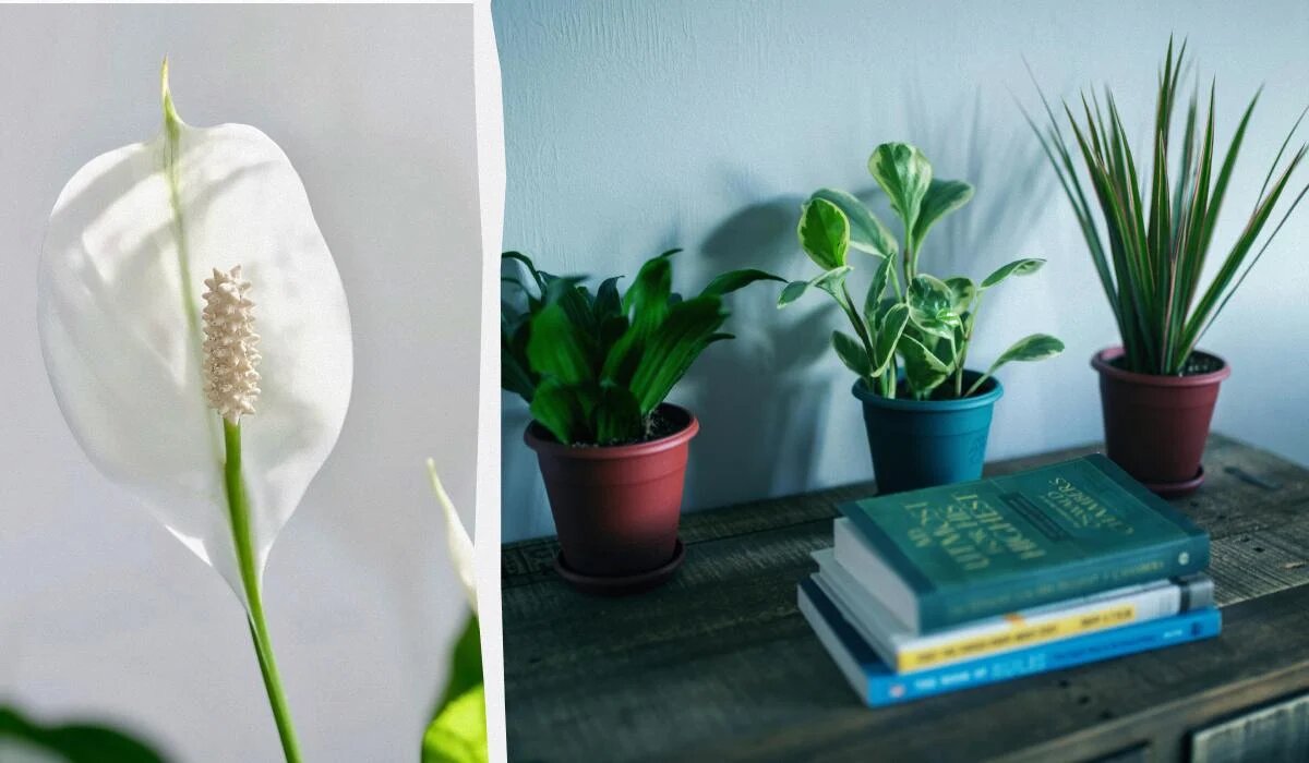 Секреты цветения спатифиллума: простые советы для пушистых бутонов зимой