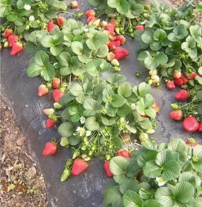 �������� ���� �� ���������: ������� ��� �������� ������