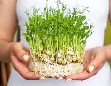 Микрозелень гороха: секреты проращивания и вкусные рецепты на каждый день