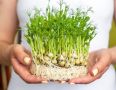 Микрозелень гороха: секреты проращивания и вкусные рецепты на каждый день
