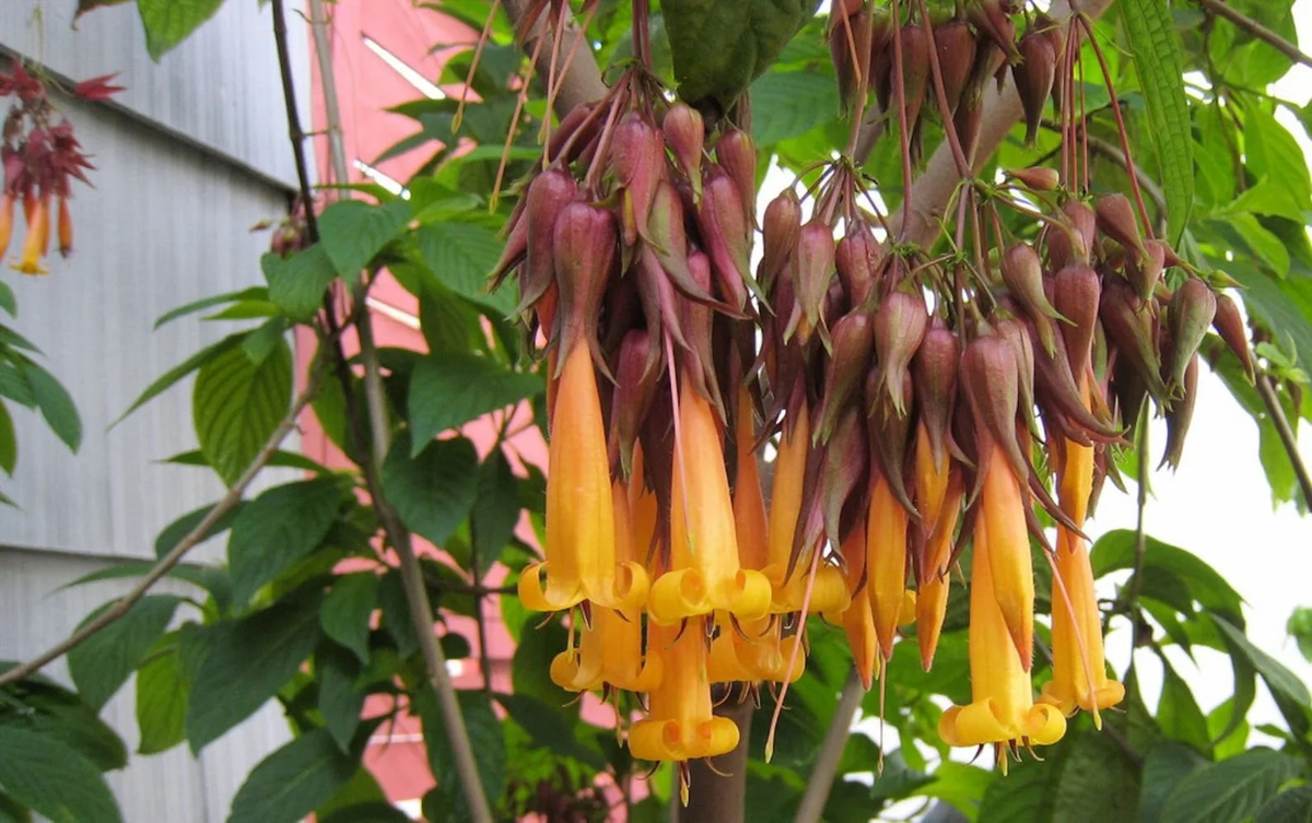 Улыбка природы: как сохранить исчезающие виды растений в нашем мире