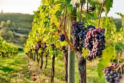 Новый взгляд на классический сорт винограда: какие секреты скрывает Санджовезе?