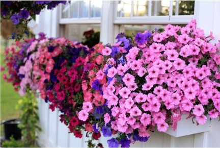 ������� ��������� ����������� �������: ������� ������ ��� ���������� ��������