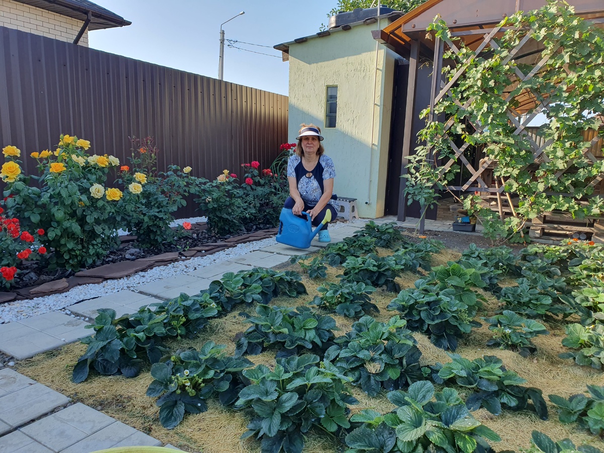 Как правильно ухаживать за клубникой после сбора урожая: советы и рекомендации