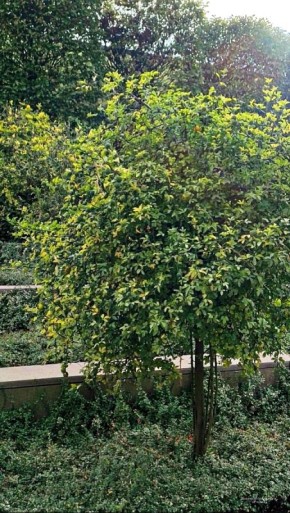 � ����� ��������� ������ ���������� ��������