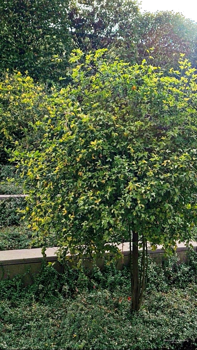 В парке Галицкого цветет уникальный понцирус