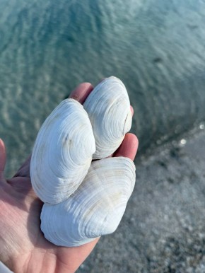 Откройте для себя удивительный мир моллюсков Азовского моря