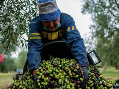 Италия продолжает активно экспортировать оливковое масло в Россию