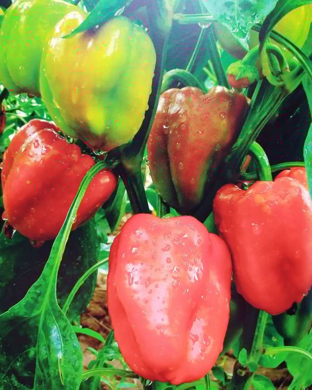 ���� ��-��������: ������� ������������� ����������� ����������