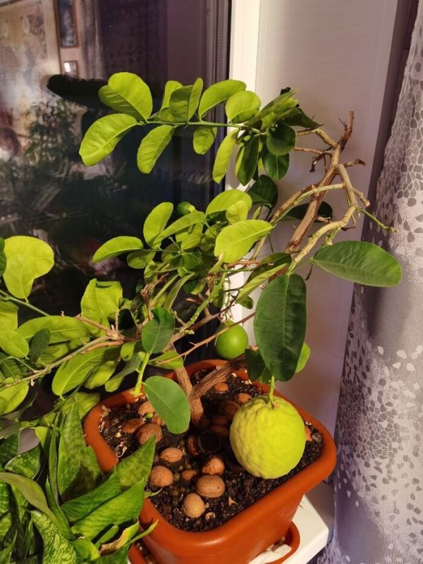 ������������ ����������� ����-������