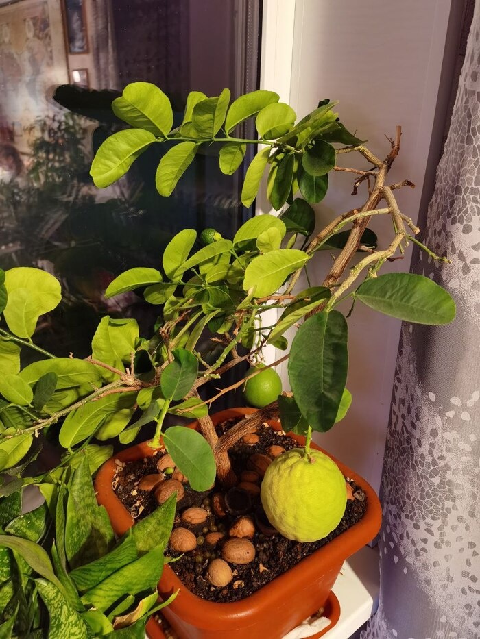 Удивительное путешествие царь-лимона