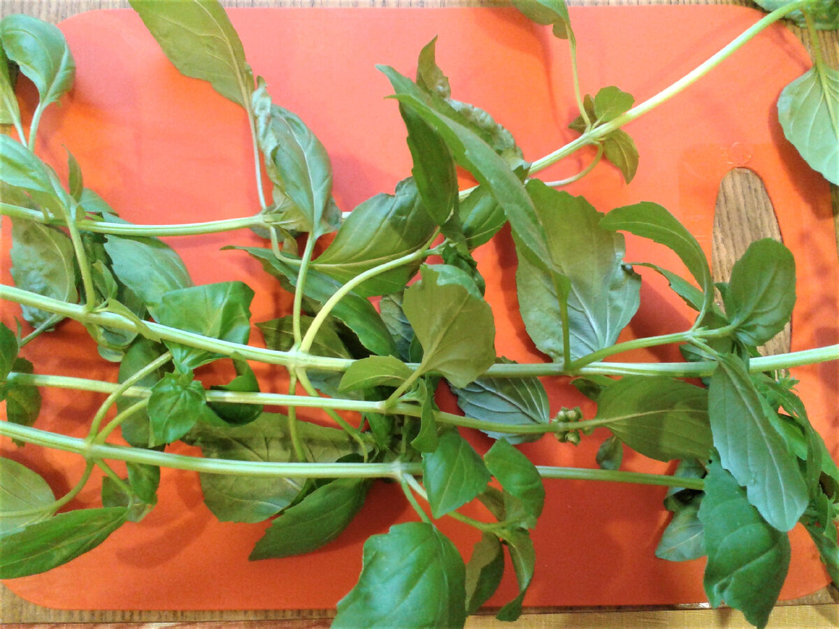 Ароматный суп с грибами, куриными фрикадельками и шпецле