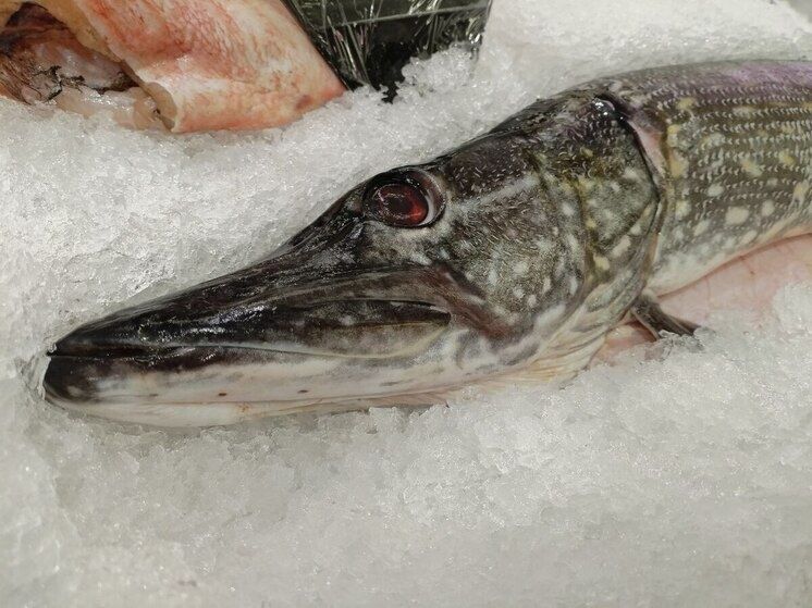 Рыбоводам напоминают о необходимости учета рыбы до 1 марта