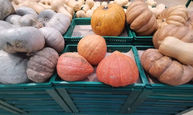 Сбор семян из магазинной тыквы: удача в овощеводстве