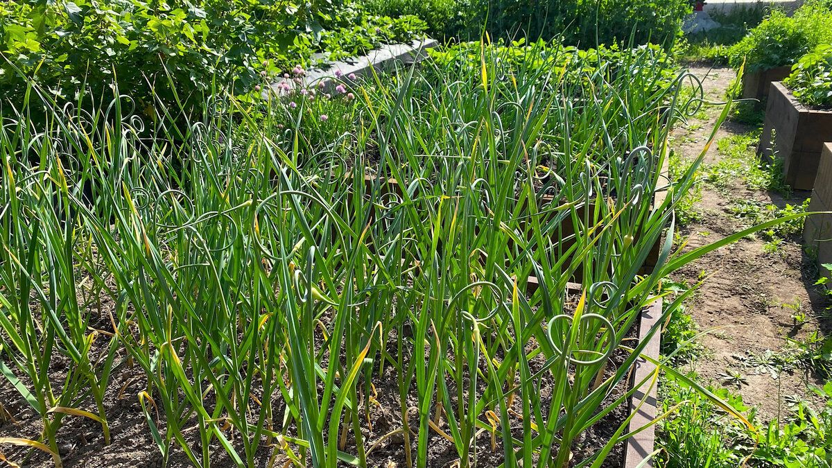 ��� ������ ������������ ��������� �������: ������� � ���������� ����