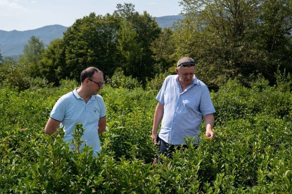 Чаеводы Туапсинского округа сообщают о рекордном сборе чайного листа