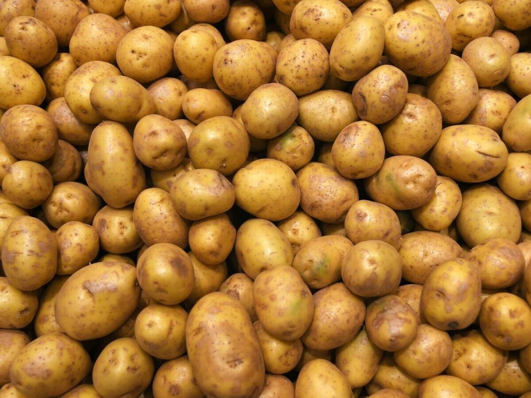 ��� �������: ����� ��� ������� ���������? ������� ����������� ������ � �������������