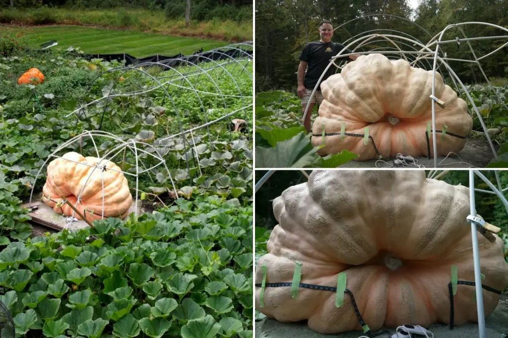 Тыквенные гиганты: наука и искусство выращивания