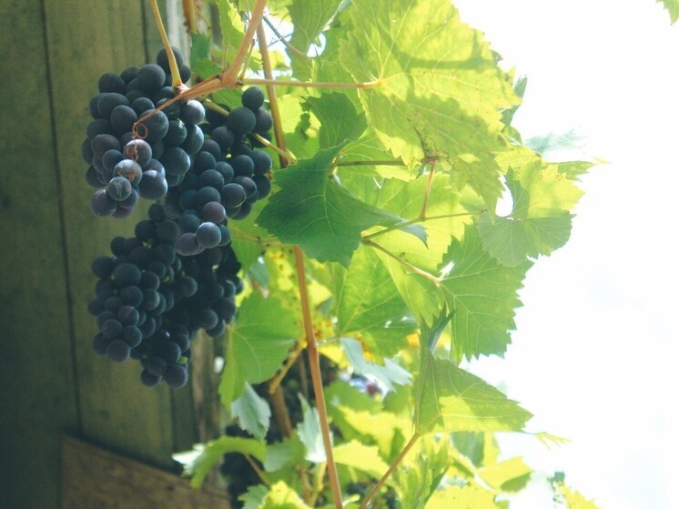 Новгородцам рекомендуют свежие овощи и фрукты для повышения иммунитета