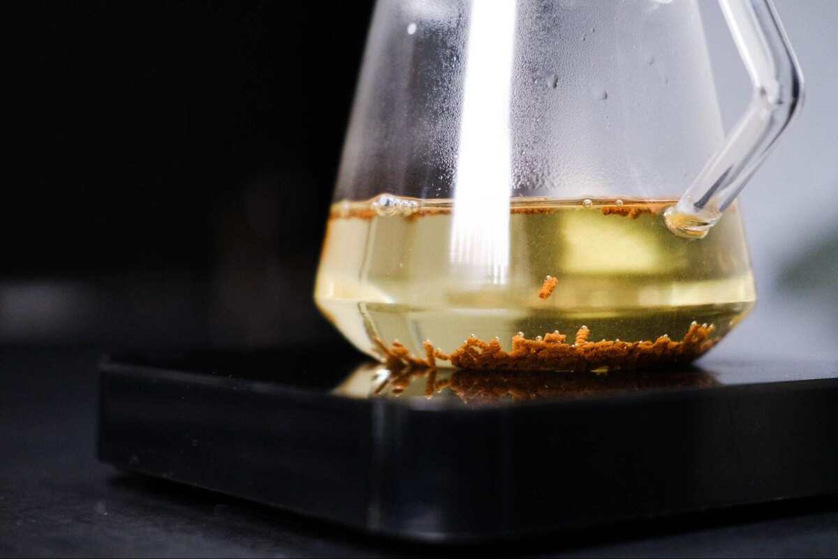 Гречишный чай: таинственный напиток с необычным вкусом