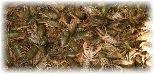 ������� �������� ����� �����: ��� ��������� �������� � ����