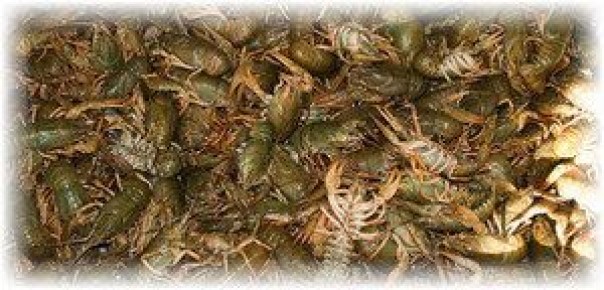 ������� �������� ����� �����: ��� ��������� �������� � ����