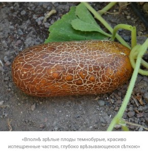 Сетчатые огурцы: загадка «Императора Александра II»