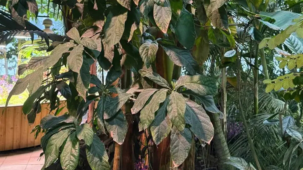 Авокадо зацвело в Аптекарском огороде: уникальное явление XXI века