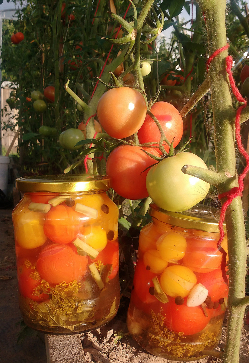 Маринованные помидоры с корицей и мятой: как создать уникальное лакомство