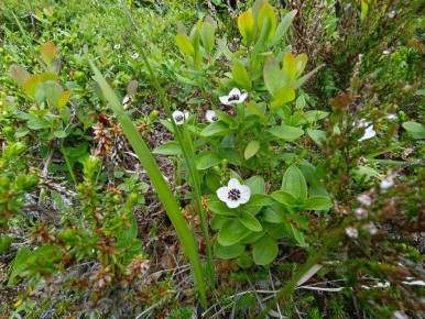 Сёмга или цыплёнок: Как выбрать лучшее угощение для любимца