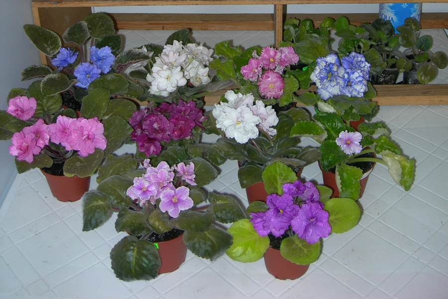 Как заставить фиалки цвести без перерыва