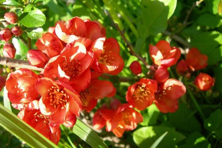 ���������: ��������������� �����, ������� �� ������ �����������