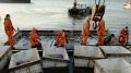 Снижение улова лососевых: Росрыболовство прогнозирует новые цифры