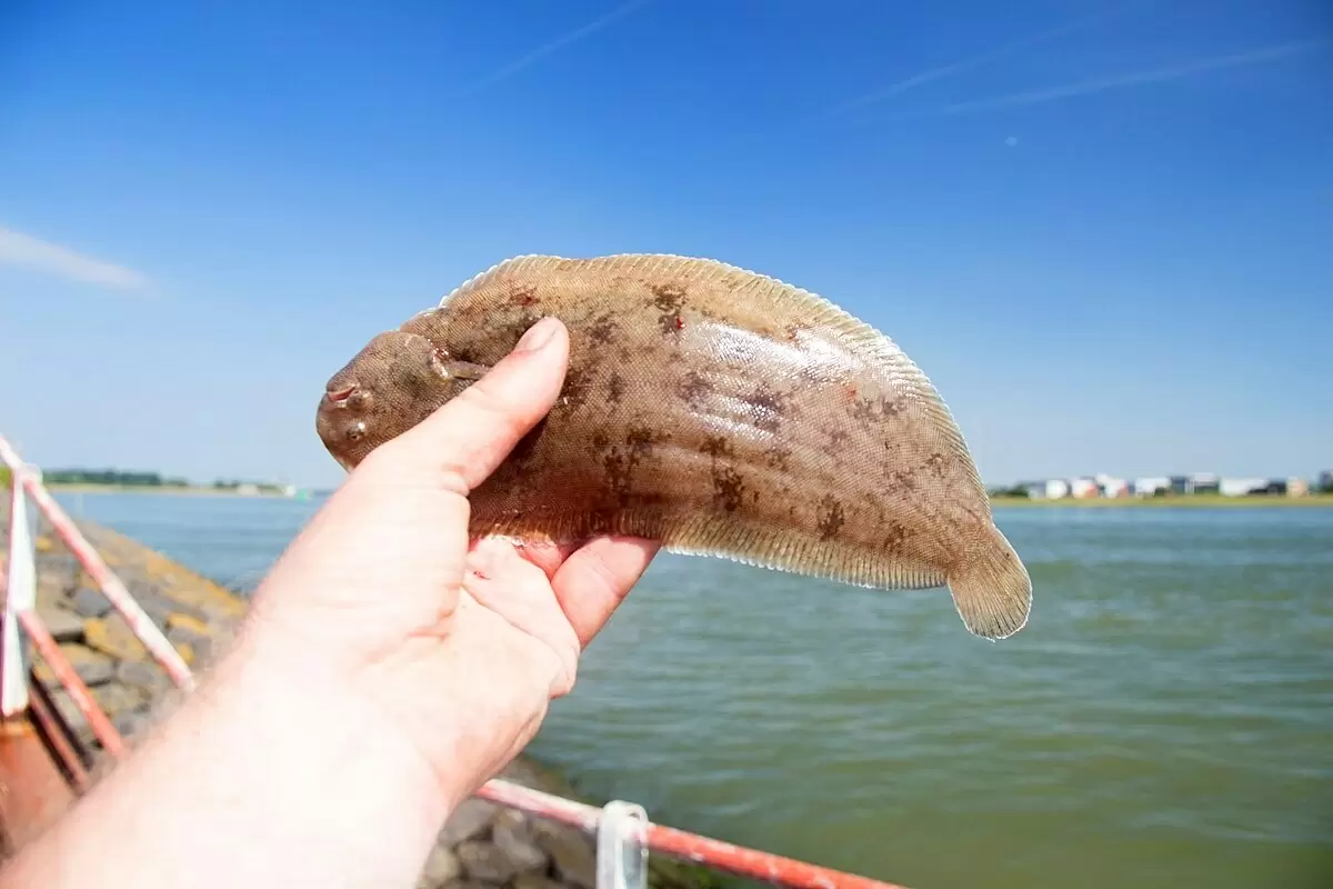 Европейская солея (Solea solea Linnaeus, 1758)