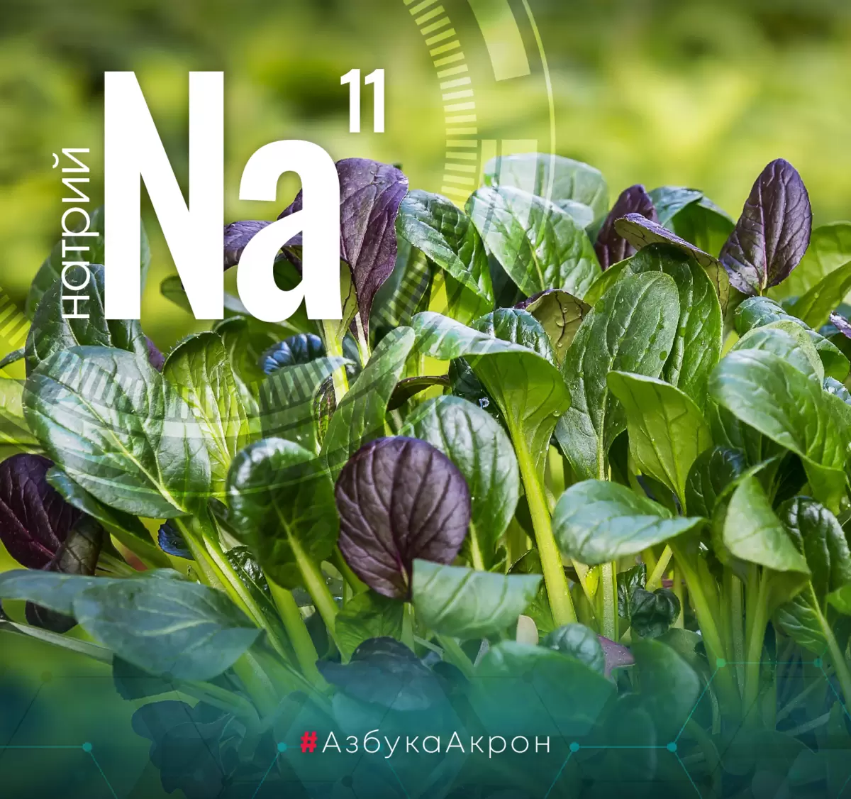 Натрий в удобрениях: незаменимый элемент для роста растений