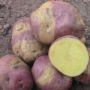 Картопля Арлекин: необычный сорт с удивительным вкусом