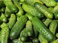 Как заготовить идеальные огурцы на зиму: секреты хрустящих пикулей