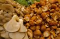 Вкусный грибной сезон: погружаемся в мир лесных деликатесов